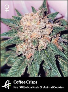 Flowering Coffee Crisps Cannabis Strain by Greenpoint Seeds