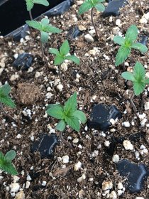 cannabis seedlings