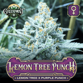 Lemon Tree x Purple Punch - Lemon Tree Punch Feminized Cannabis Seeds