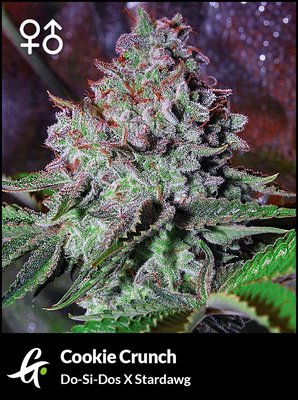 Cookie Crunch cannabis seeds