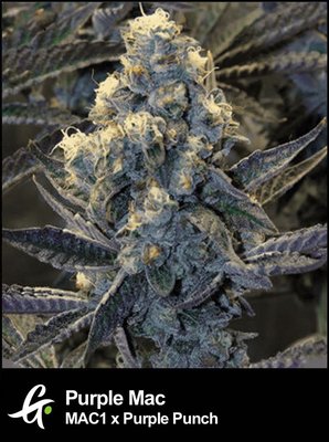 MAC 1 x Purple Punch Feminized Cannabis Seeds - Buy Purple MAC Strain Seed Packs - Greenpoint Seed Bank