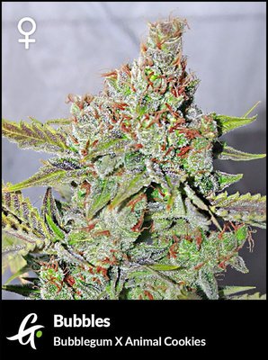 Flowering Bubblegum cannabis strain used in Bubbles by Greenpoint Seeds