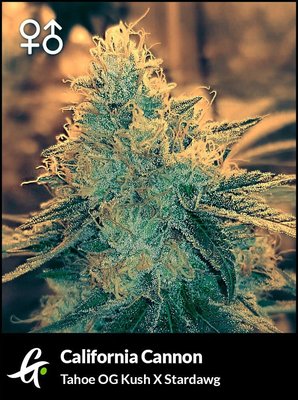 Flowering Tahoe OG cannabis strain used in California Cannon by Greenpoint Seeds