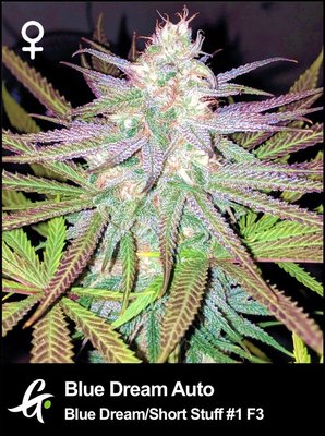 Blue Dream Autoflowering strain from Greenpoint Seeds
