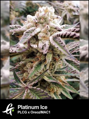 Platinum Ice strain by Greenpoint Seeds
