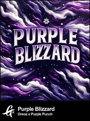 Graphic representing 'Purple Blizzard', a hybrid cannabis strain crossing Oreoz with Purple Punch, by Greenpoint Seeds.