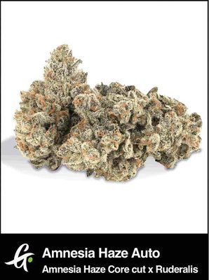 Amnesia Haze Auto