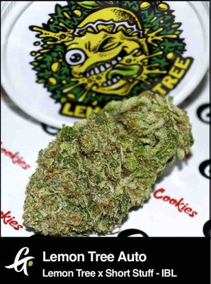 Berner's post on twitter of Lemon Tree