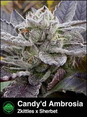 Candy'd Ambrosia