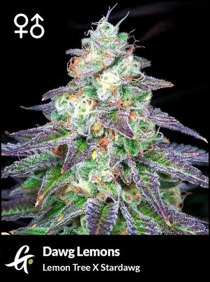 Dawg Lemons cannabis strain