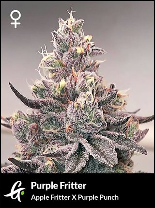 Flowering Purple Fritter by Greenpoint Seeds