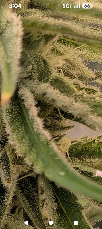 Image #4 from Christoher