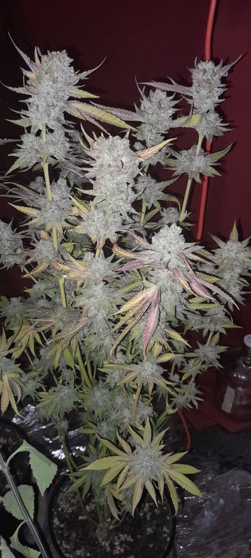 Image #2 from ppeg harrington