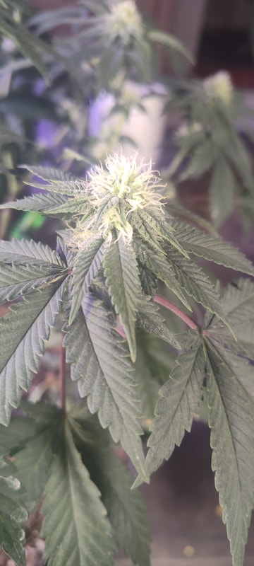 Image #1 from Anonymous