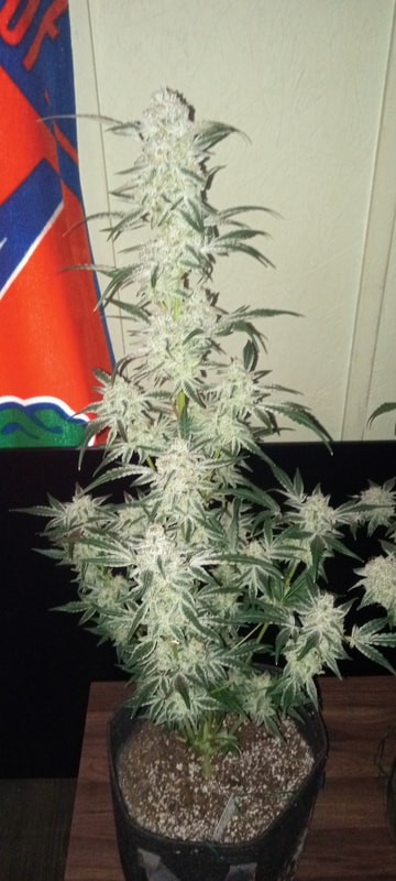 Image #1 from Dallas