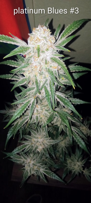 Image #2 from Dallas