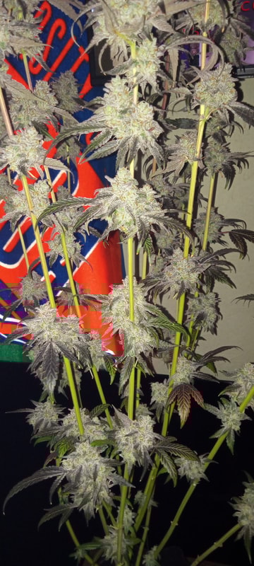 Image #2 from Dallas