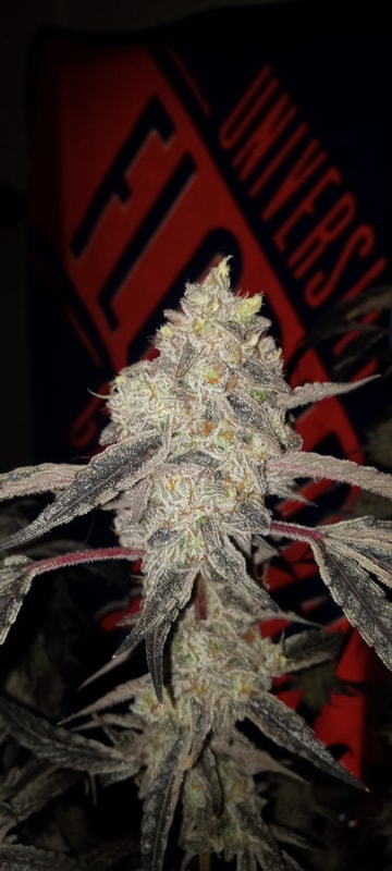 Image #1 from Dallas