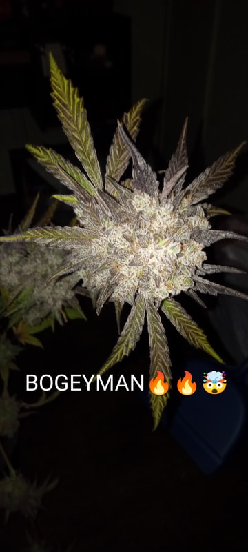 Image #1 from Dallas