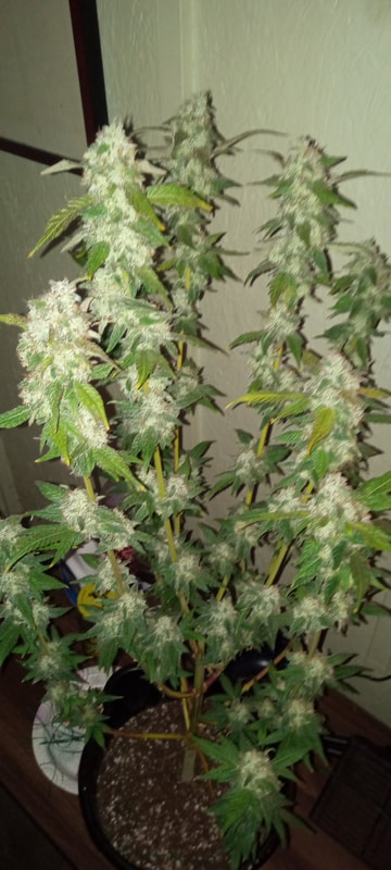 Image #1 from Dallas W.