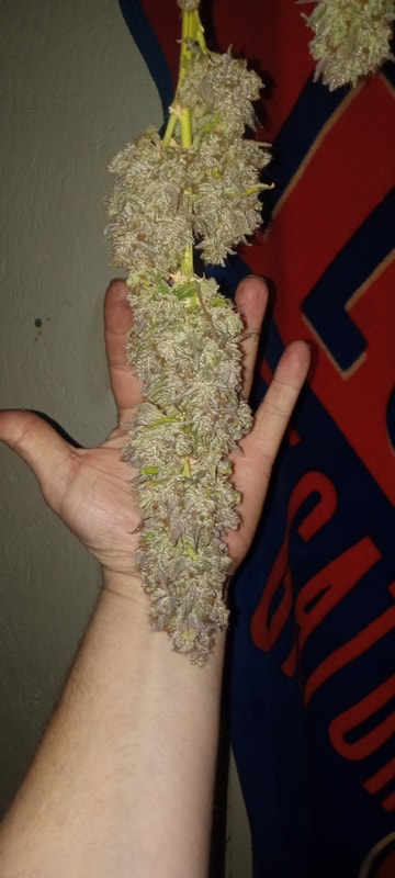 Image #2 from Dallas