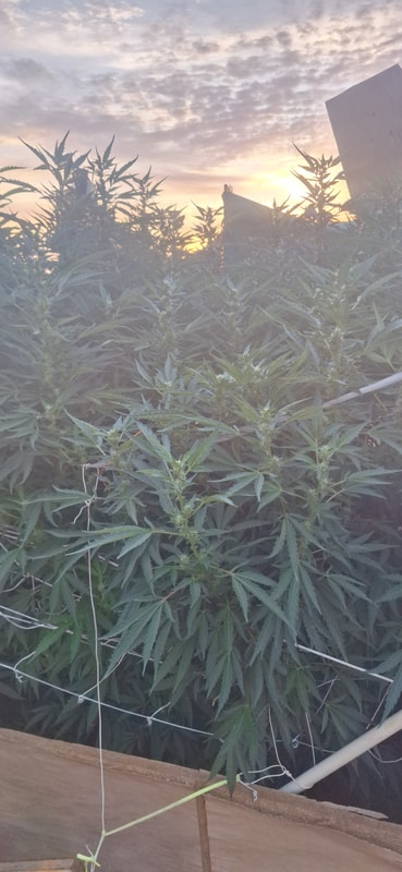 Image #1 from Kaleb holden