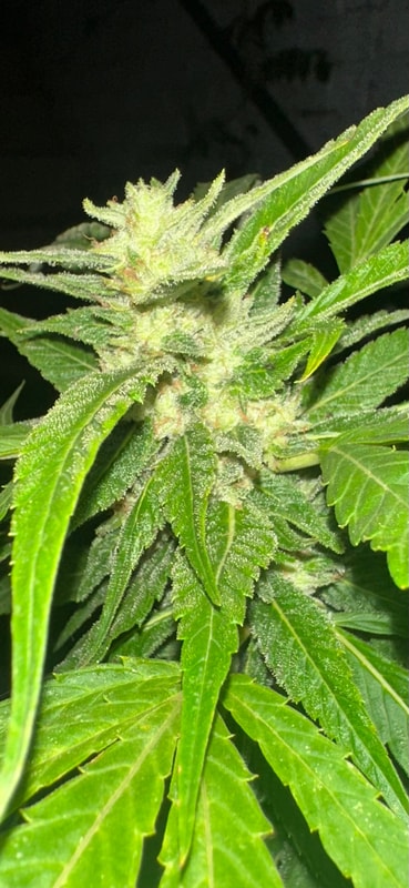 Image #1 from Johnas Curry