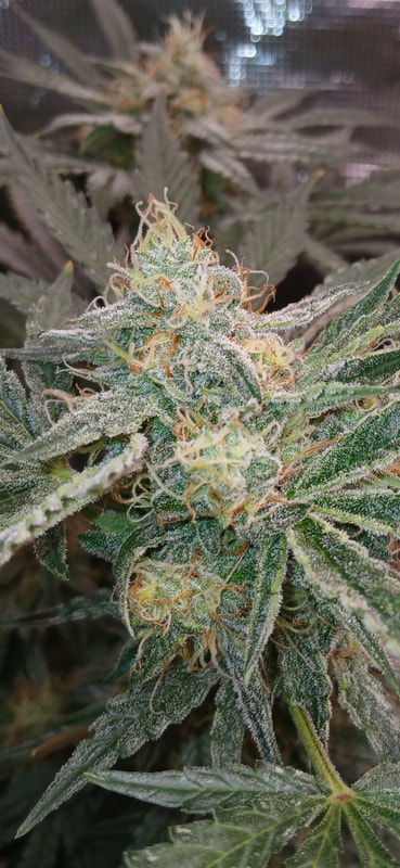 Image #1 from Johnathan Malbrugh