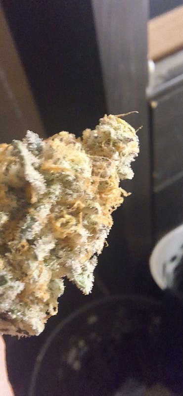 Image #2 from Kaleb holden