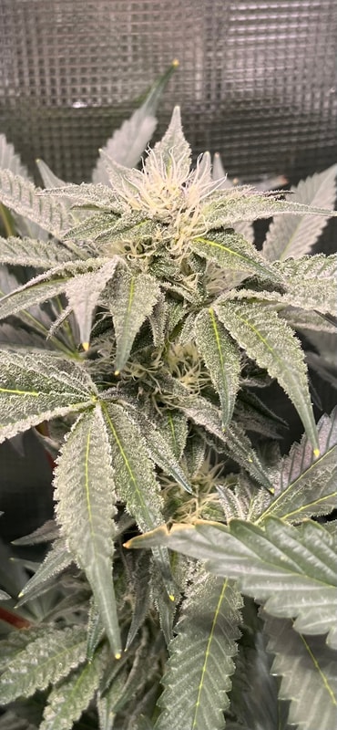 Image #3 from McFunkys Garden