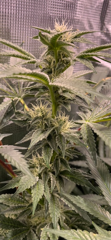 Image #4 from McFunkys Garden