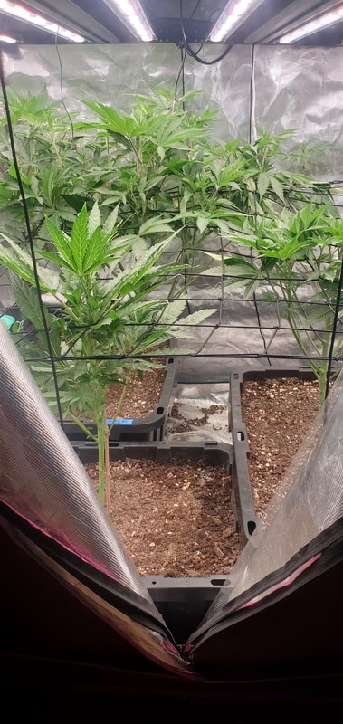 Image #1 from Brett Sorbet