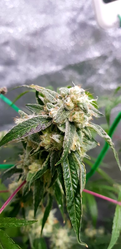 Image #2 from KEGGERS