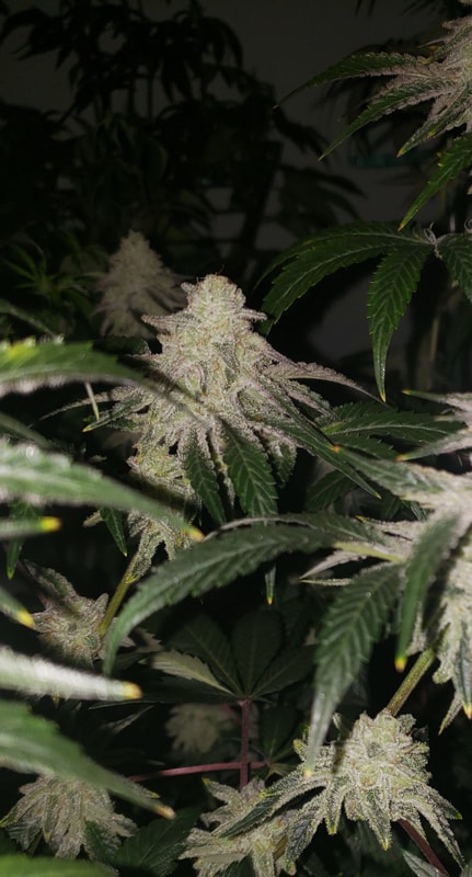 Image #3 from LeAnne