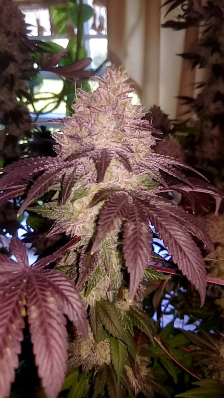 Image #2 from GreenPointGrower93