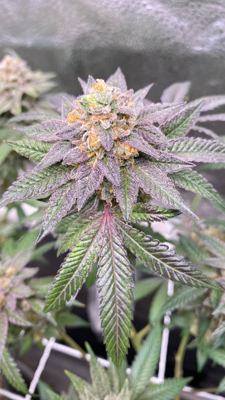 Image #5 from Gene Lucia