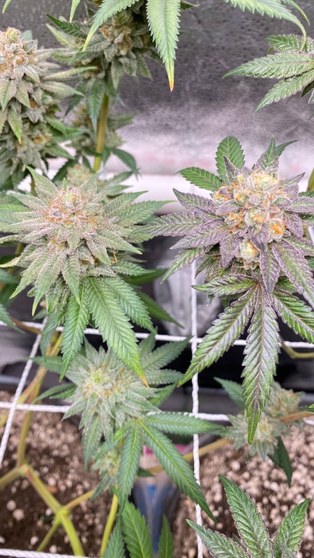 Image #2 from Gene Lucia