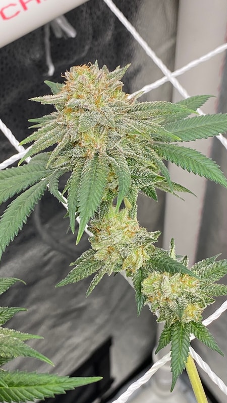 Image #4 from Gene Lucia