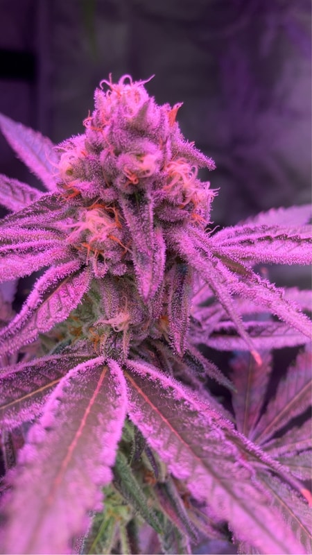 Image #4 from GranddaddyKey973