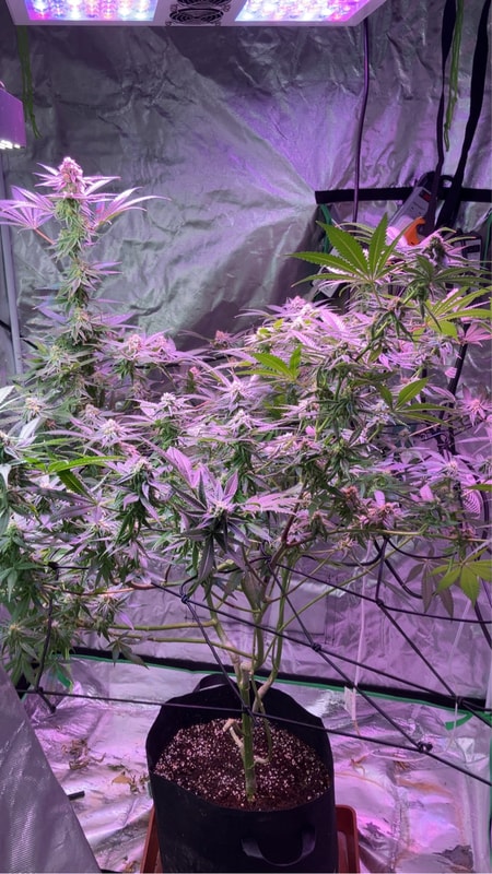 Image #5 from GranddaddyKey973