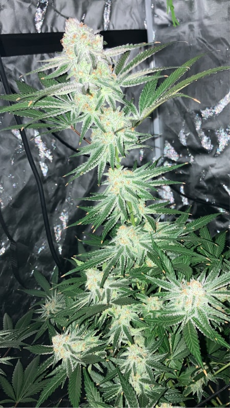 Image #2 from GranddaddyKey973