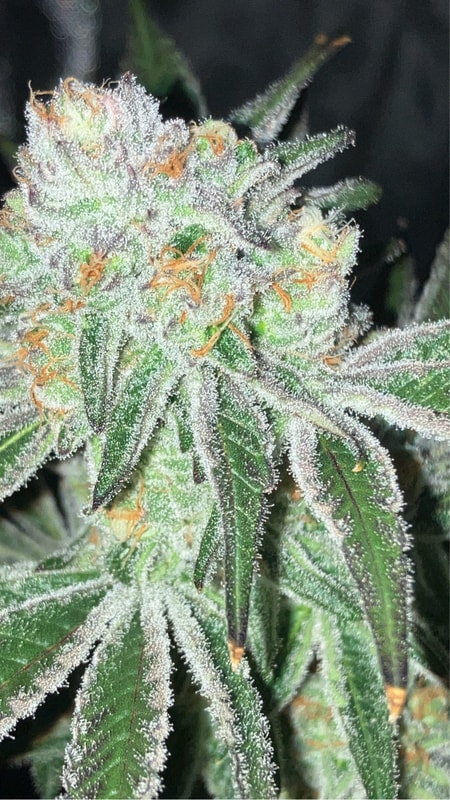 Image #1 from GranddaddyKey973