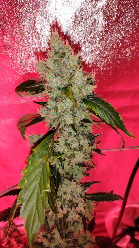 Image #1 from Steven Hirsh