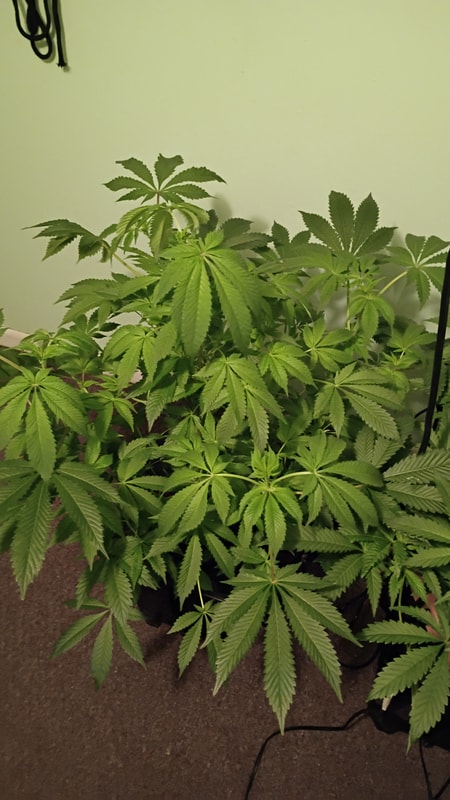 Image #1 from Craig Havens