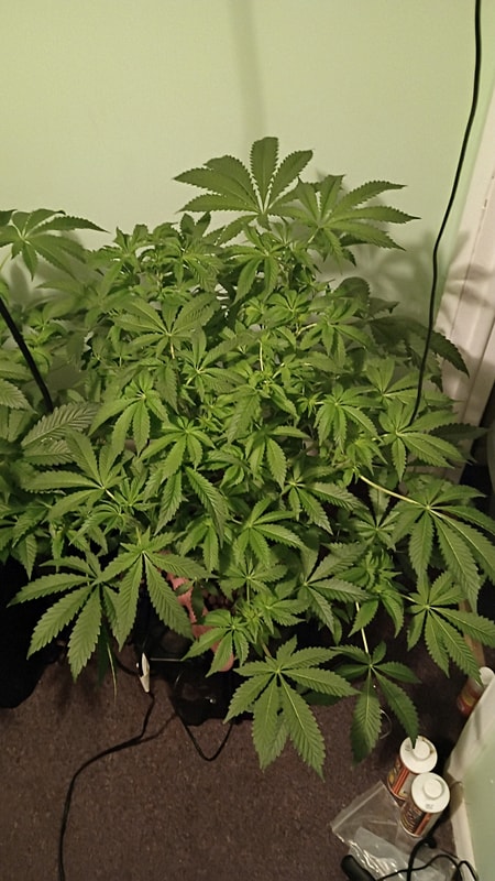 Image #2 from Craig Havens