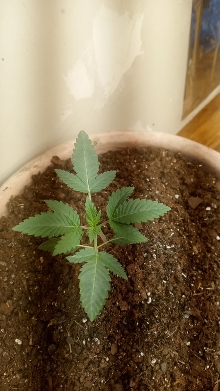 Image #1 from Cricket halmi