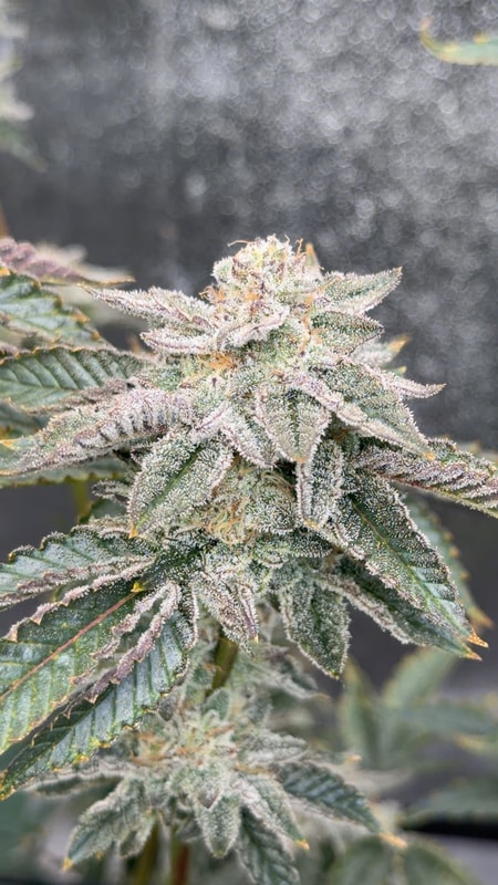 Image #1 from Antonio S.