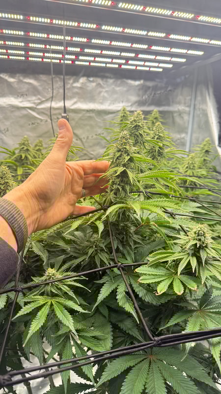 Image #2 from Francis H.