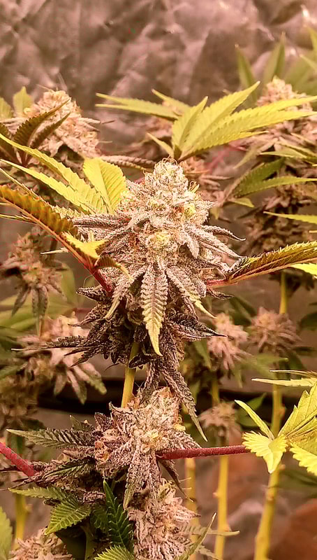 Image #1 from Gerald Blount