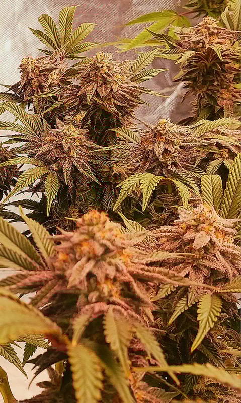 Image #1 from Gerald Blount